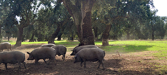 Cerdos ibéricos en la Dehesa de Salamanca