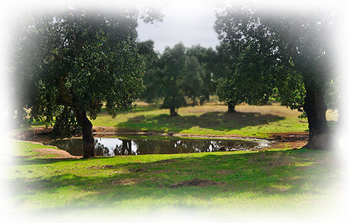 finca de cerdos Duroc Chacinerias Diaz