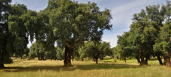 finca de cerdos campo charro en verano