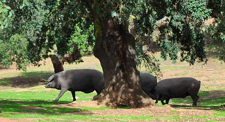 cerdos ibérico comiendo en dehesa